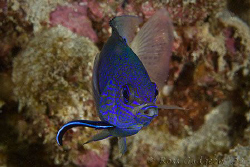Blue damselfish having its gill attended to by a tiny cle... by Ross Gudgeon 